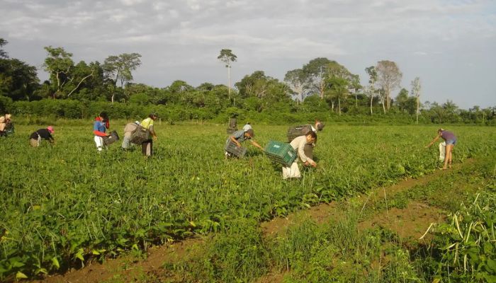  Programa AgroAmigo oferece R$ 1 bilhão em microcrédito 